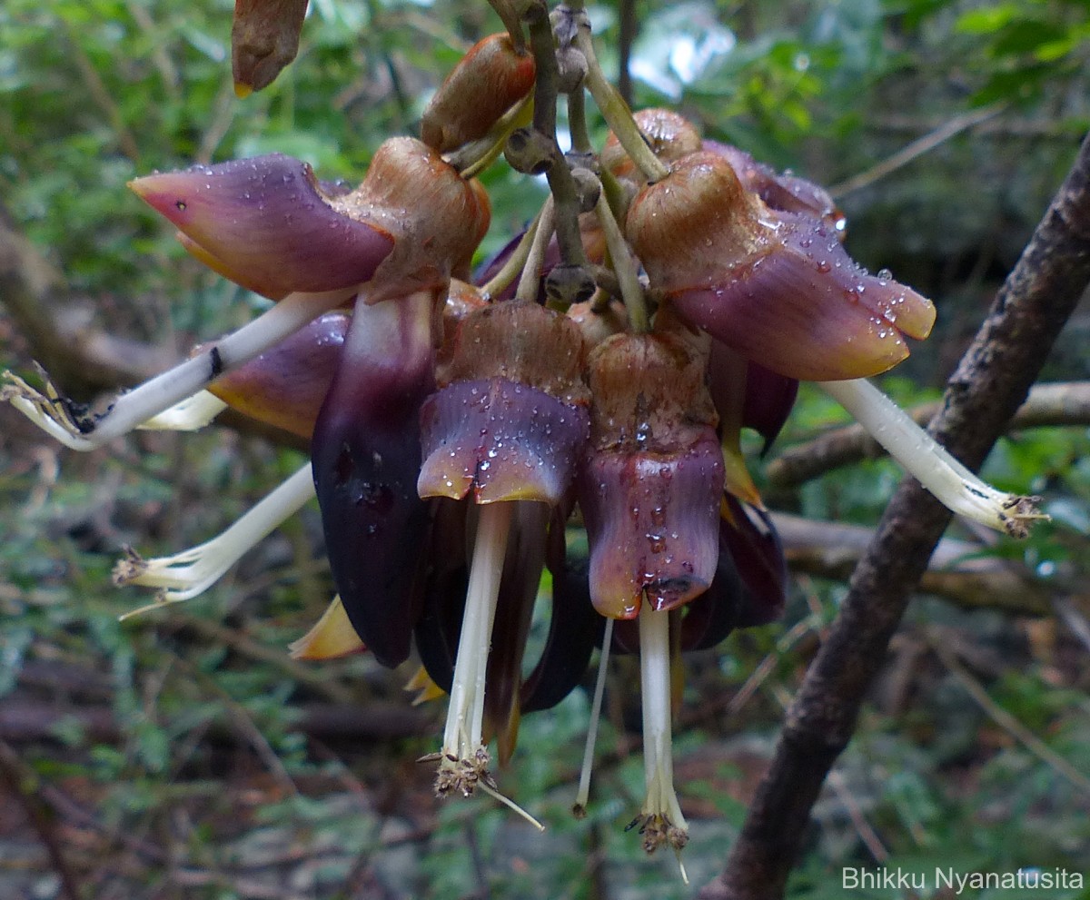 Macroptilium atropurpureum (DC.) Urb.